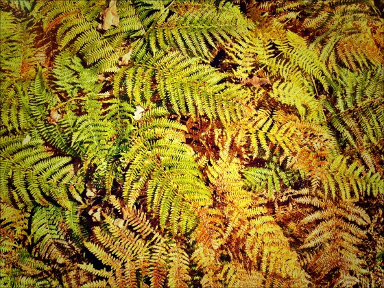 Herbst