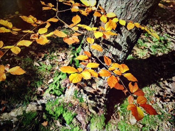 Herbst
