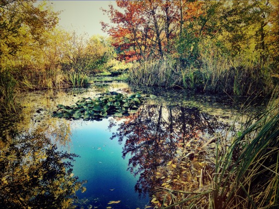 Wald, November