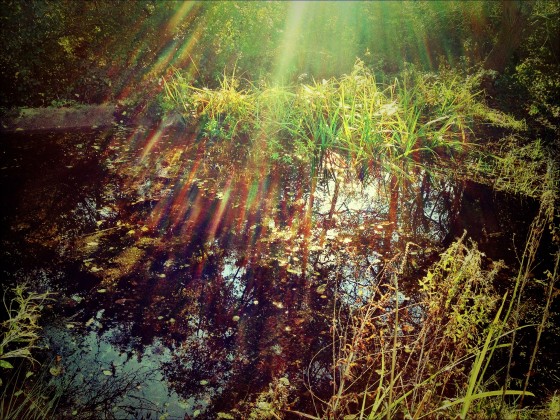 Wald, November