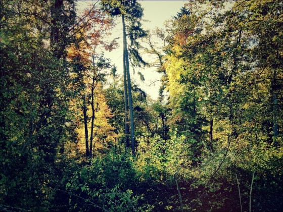 Wald, November