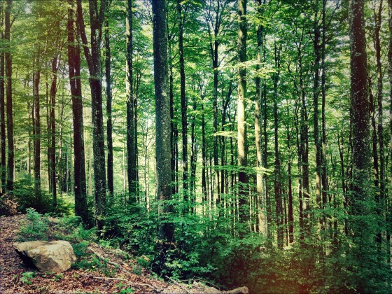 Südschwarzwald