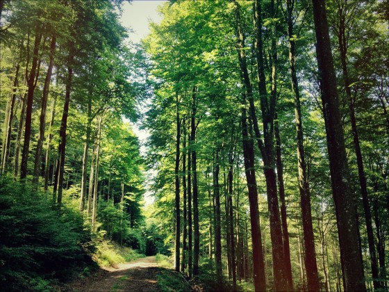 Südschwarzwald