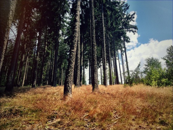 Südschwarzwald