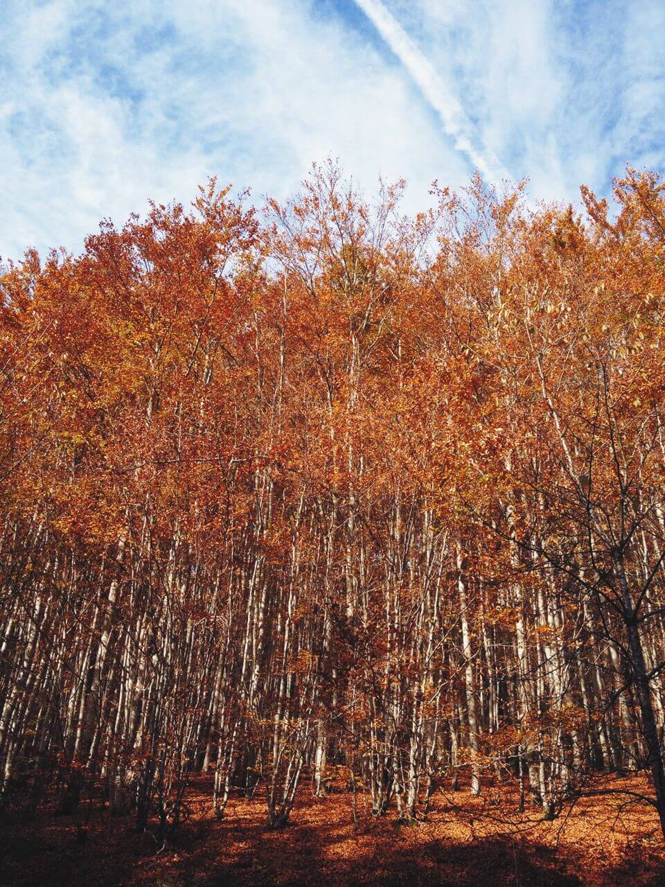 Ein letztes Aufleuchten