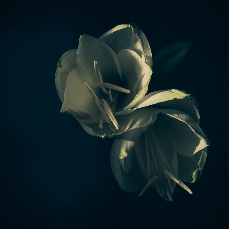 Les fleurs du solstice d’hiver
