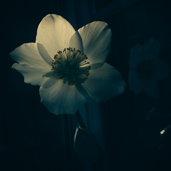 Les fleurs du solstice d’hiver