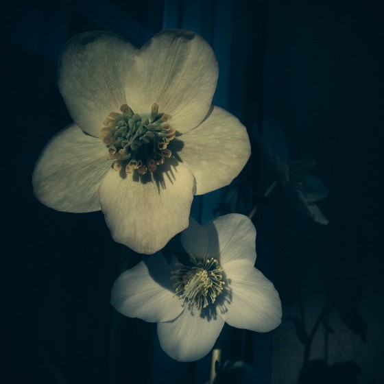 Les fleurs du solstice d’hiver