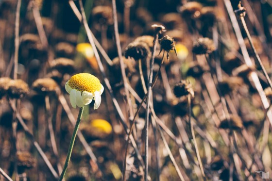 Spätsommerflora