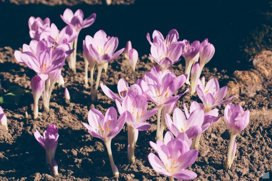 Spätsommerflora