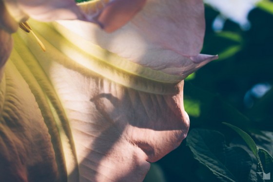 Spätsommerflora