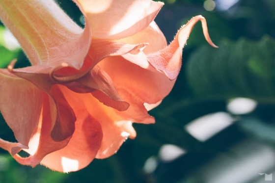 Spätsommerflora