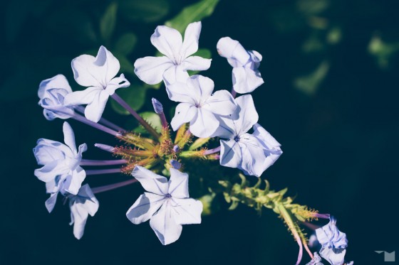 Spätsommerflora