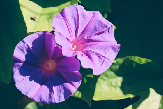 Spätsommerflora
