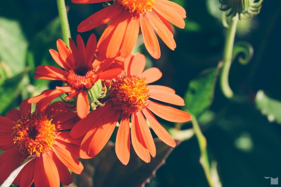 Spätsommerflora