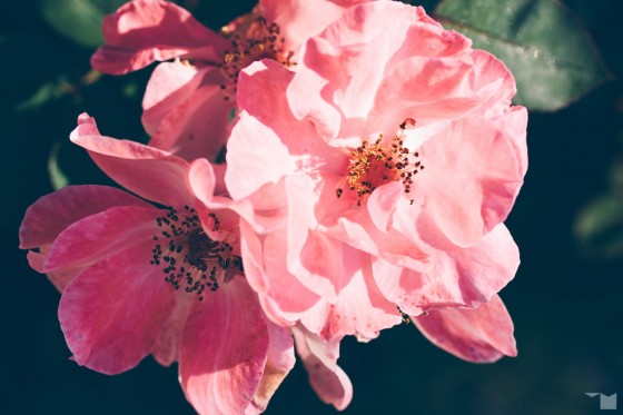 Spätsommerflora