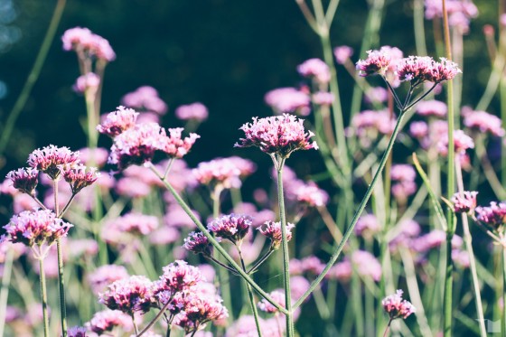 Spätsommerflora