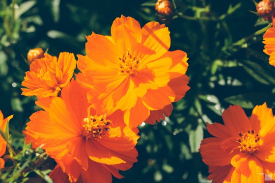 Spätsommerflora