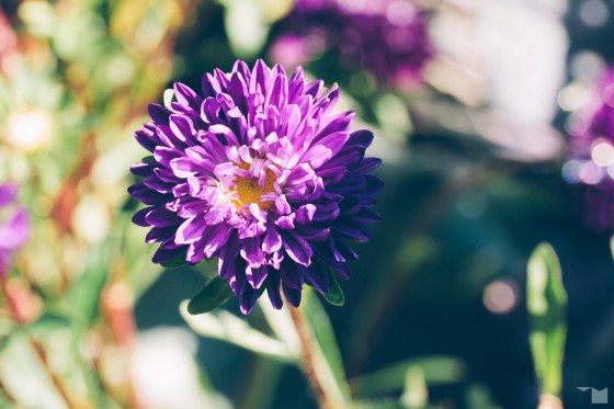 Spätsommerflora