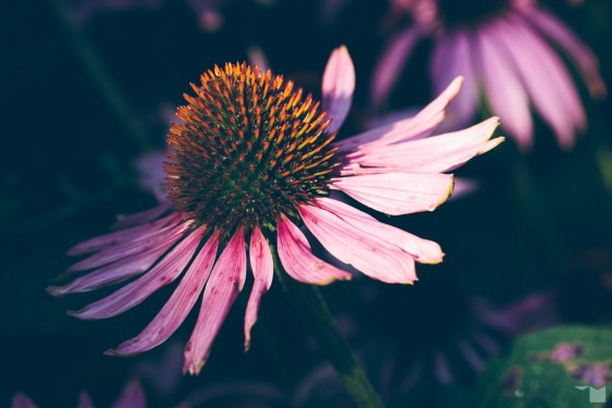 Spätsommerflora