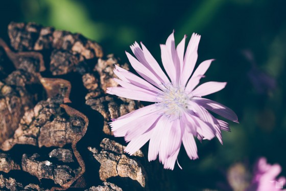 Spätsommerflora