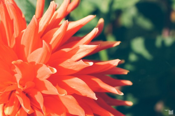 Spätsommerflora