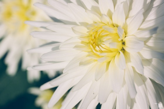 Spätsommerflora