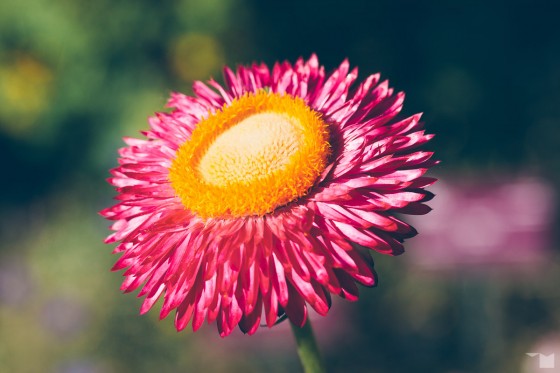 Spätsommerflora