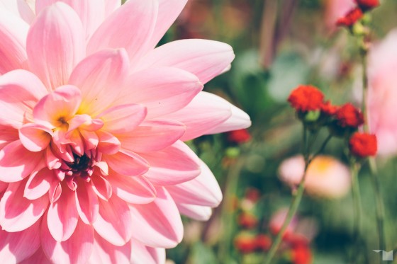 Spätsommerflora