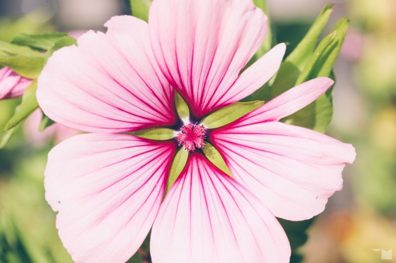 Spätsommerflora