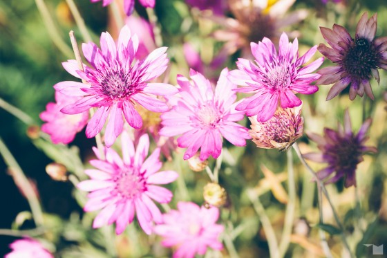 Spätsommerflora