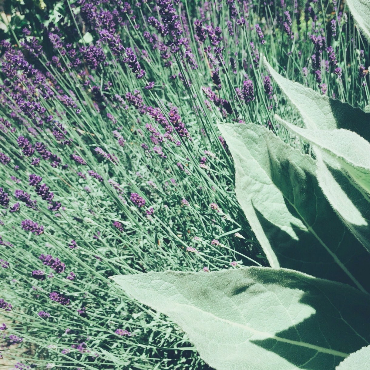 Lavendel