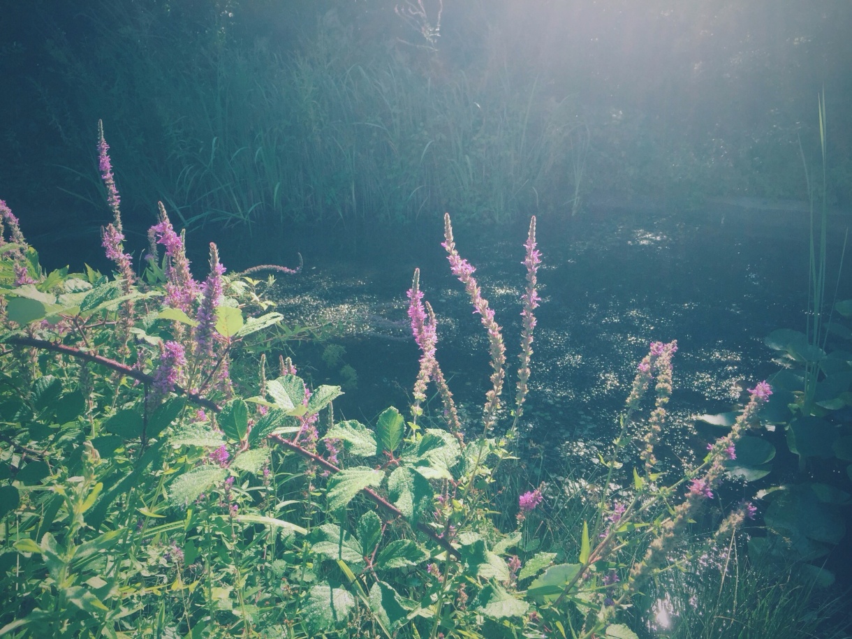 Sonnenaufgang am Teich