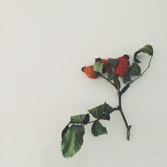 Rose hips