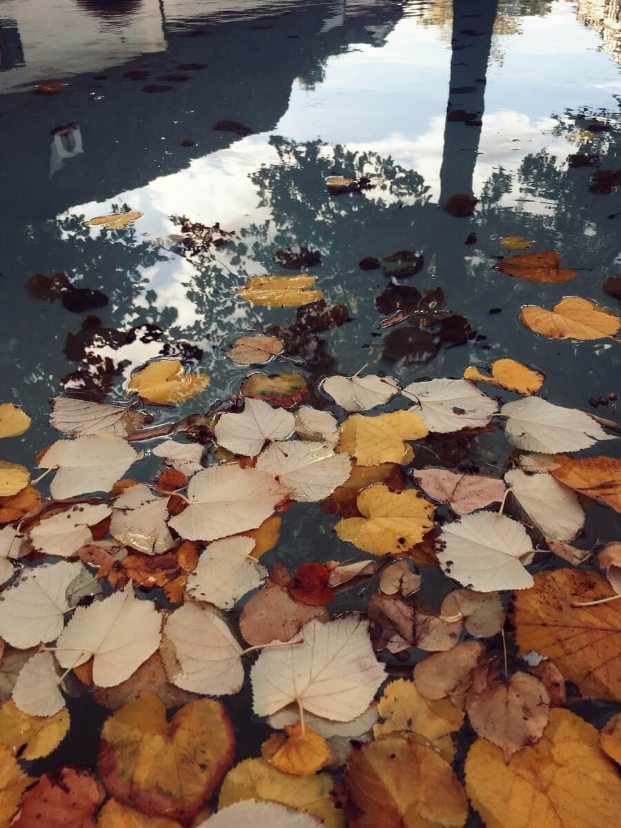 Reflections of fall