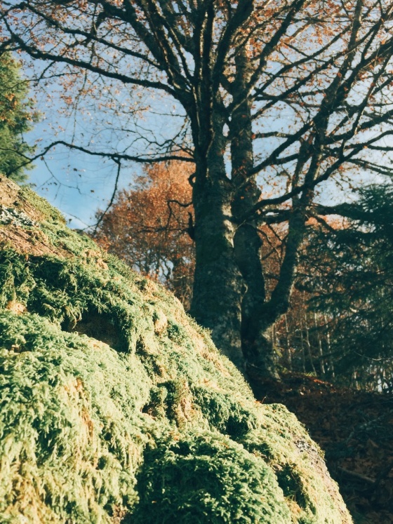 Black Forest Hiking