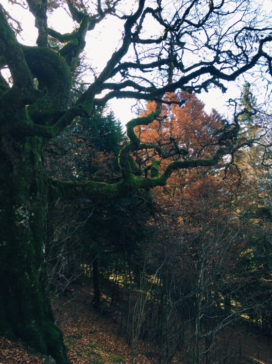 Black Forest Hiking