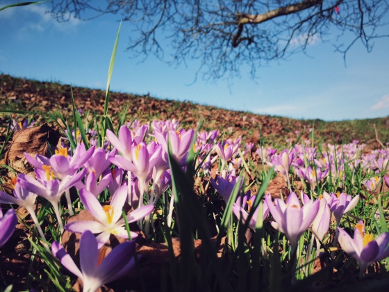 Early spring