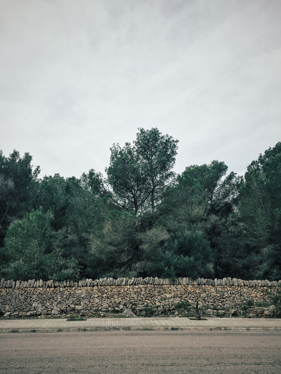 El bosque