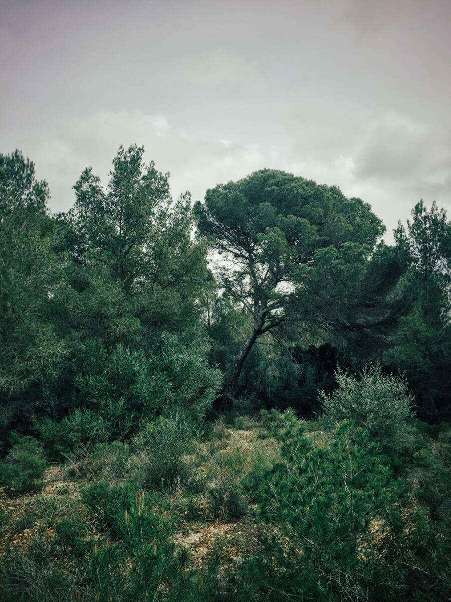 El bosque