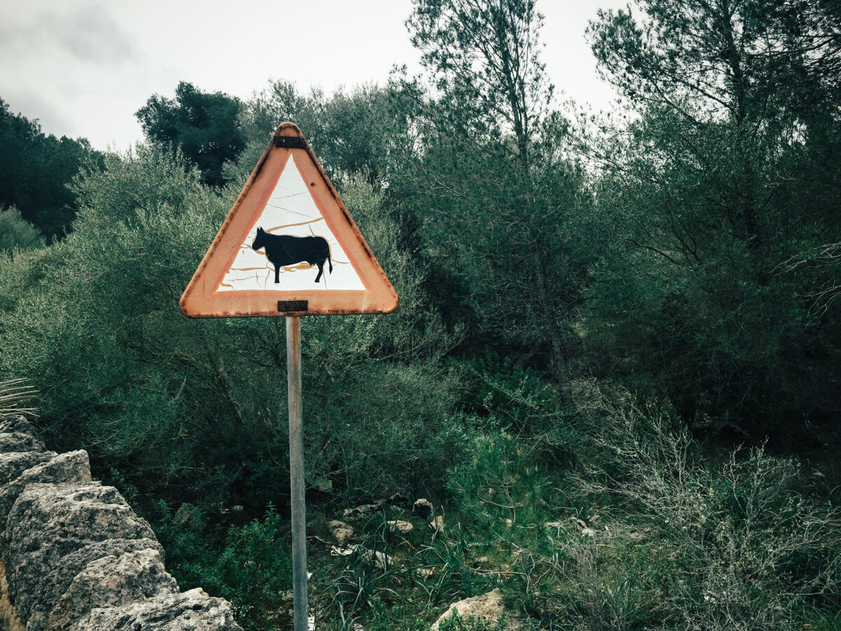 La vaca en el bosque