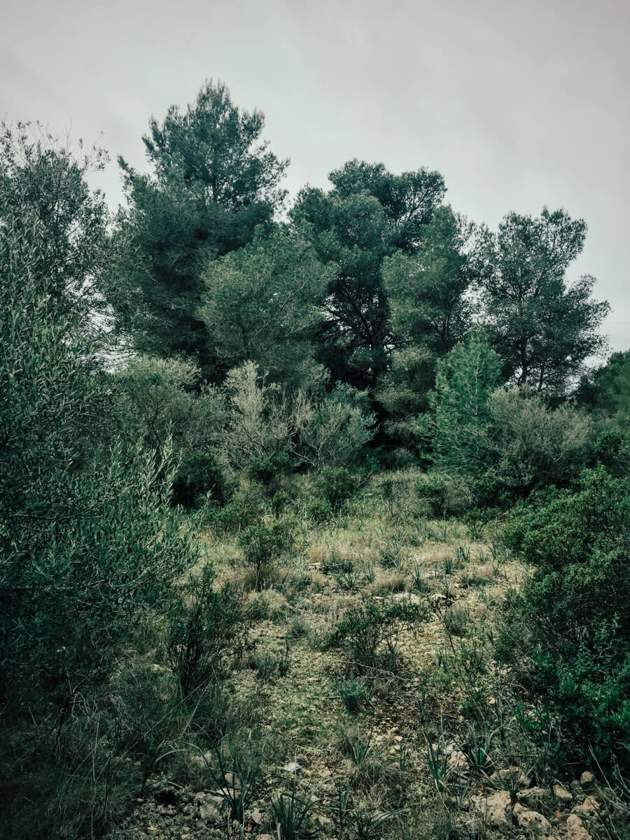 El bosque