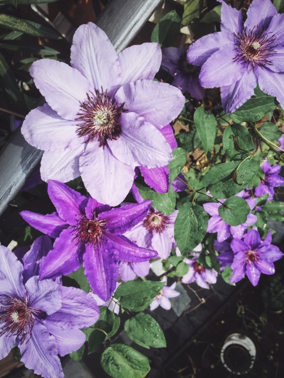 Flower Power Purple