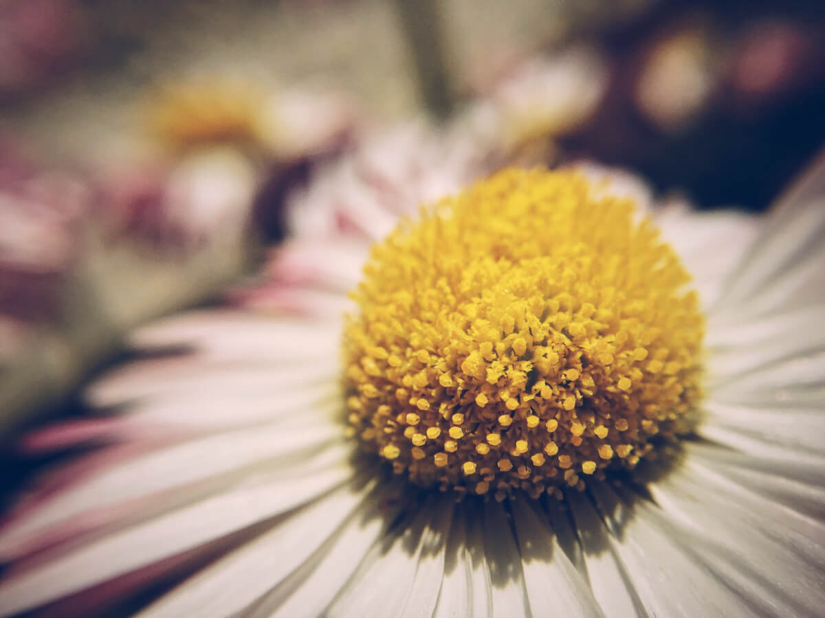 Daisy