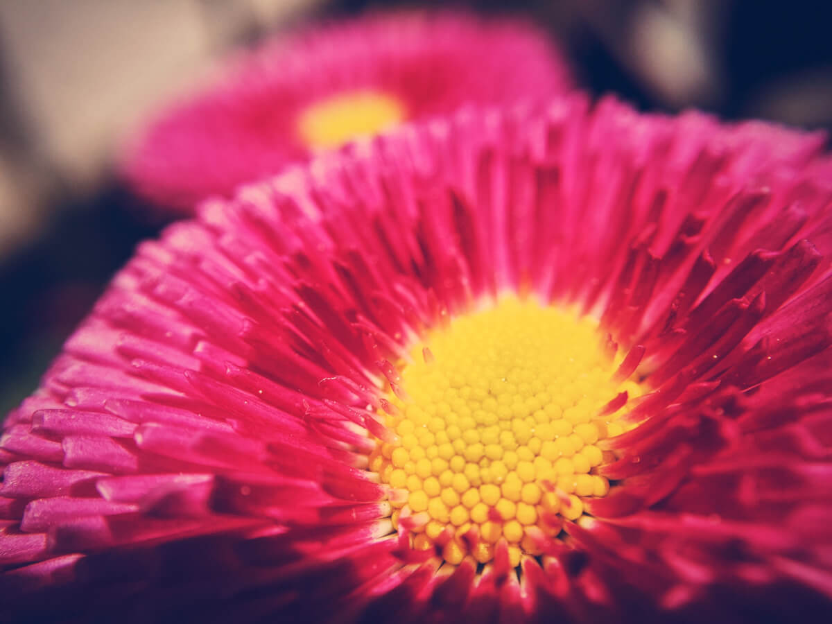 Daisy