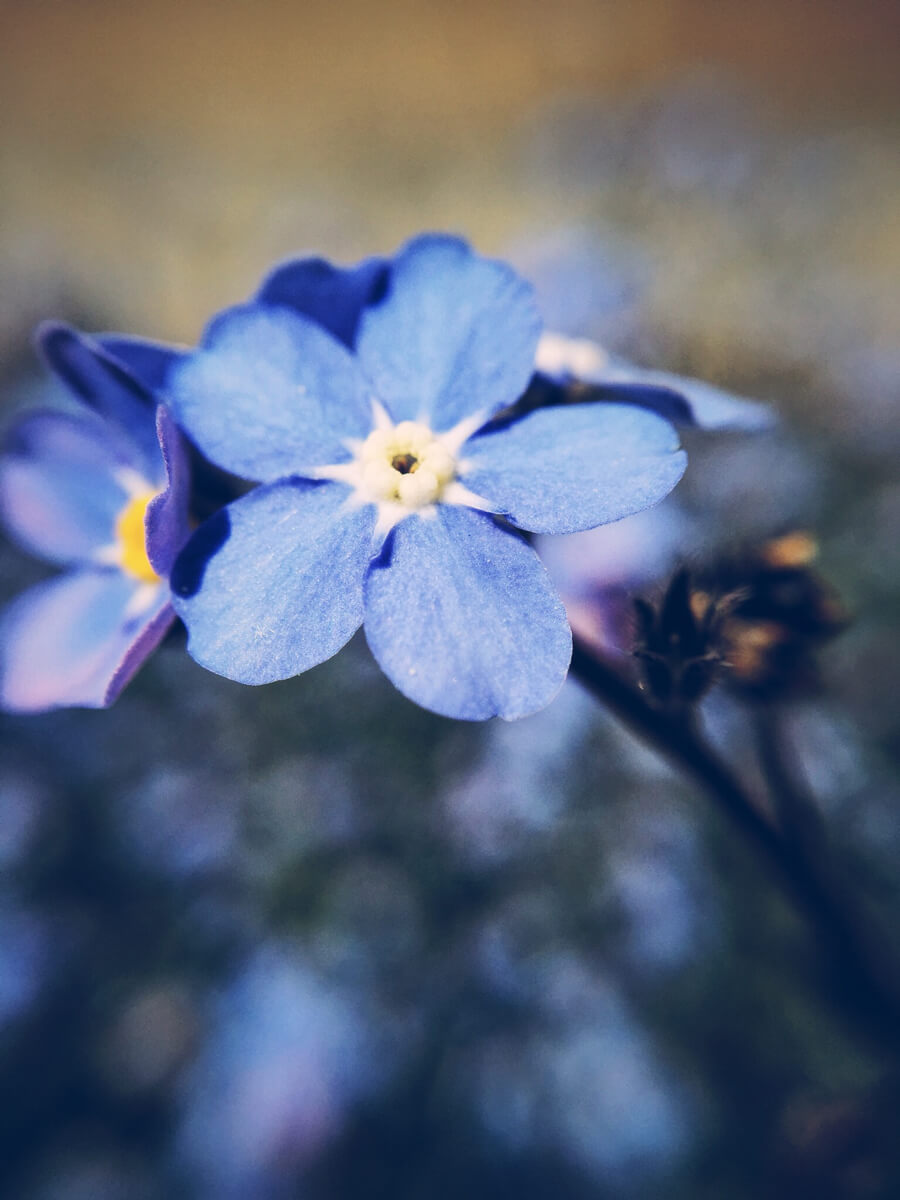 Forgetmenot