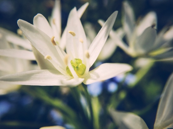Tiny blossoms