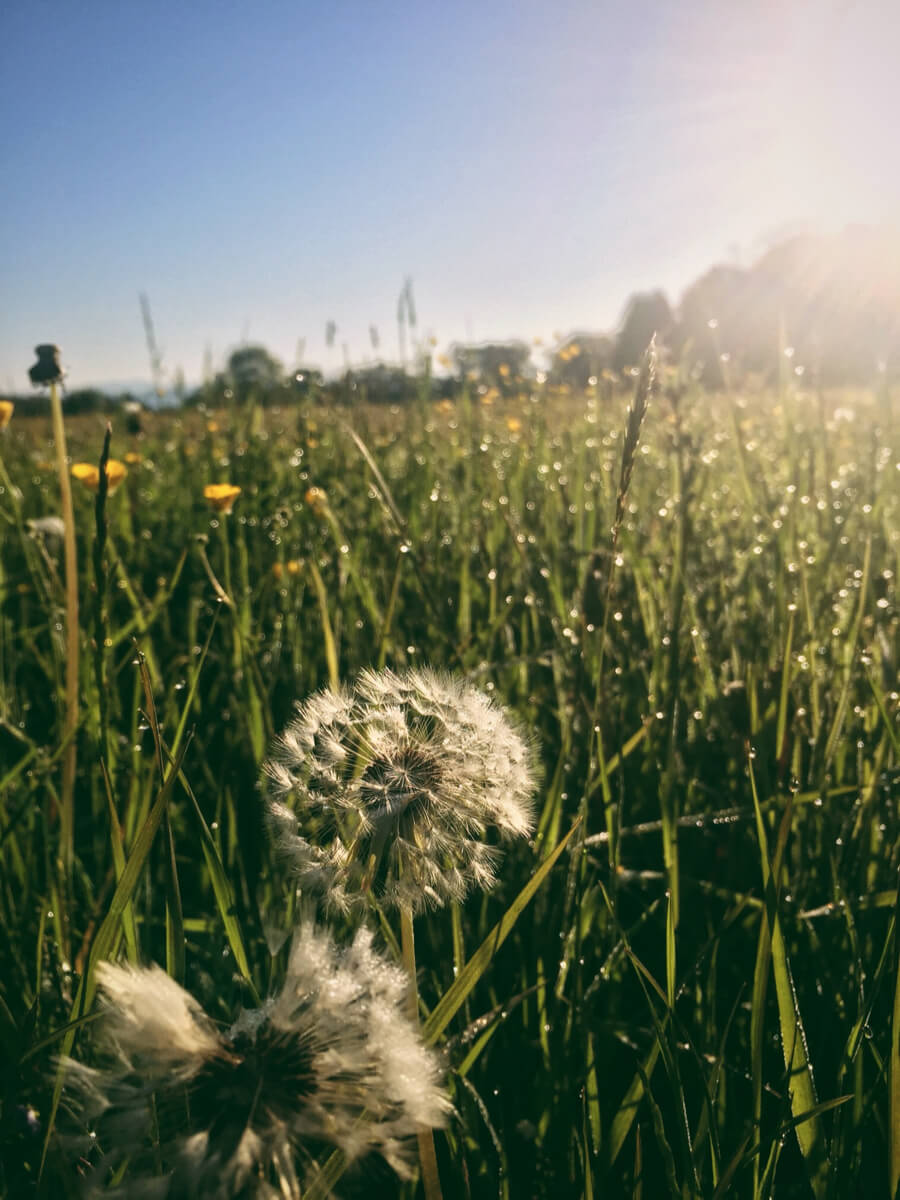 Morning dew