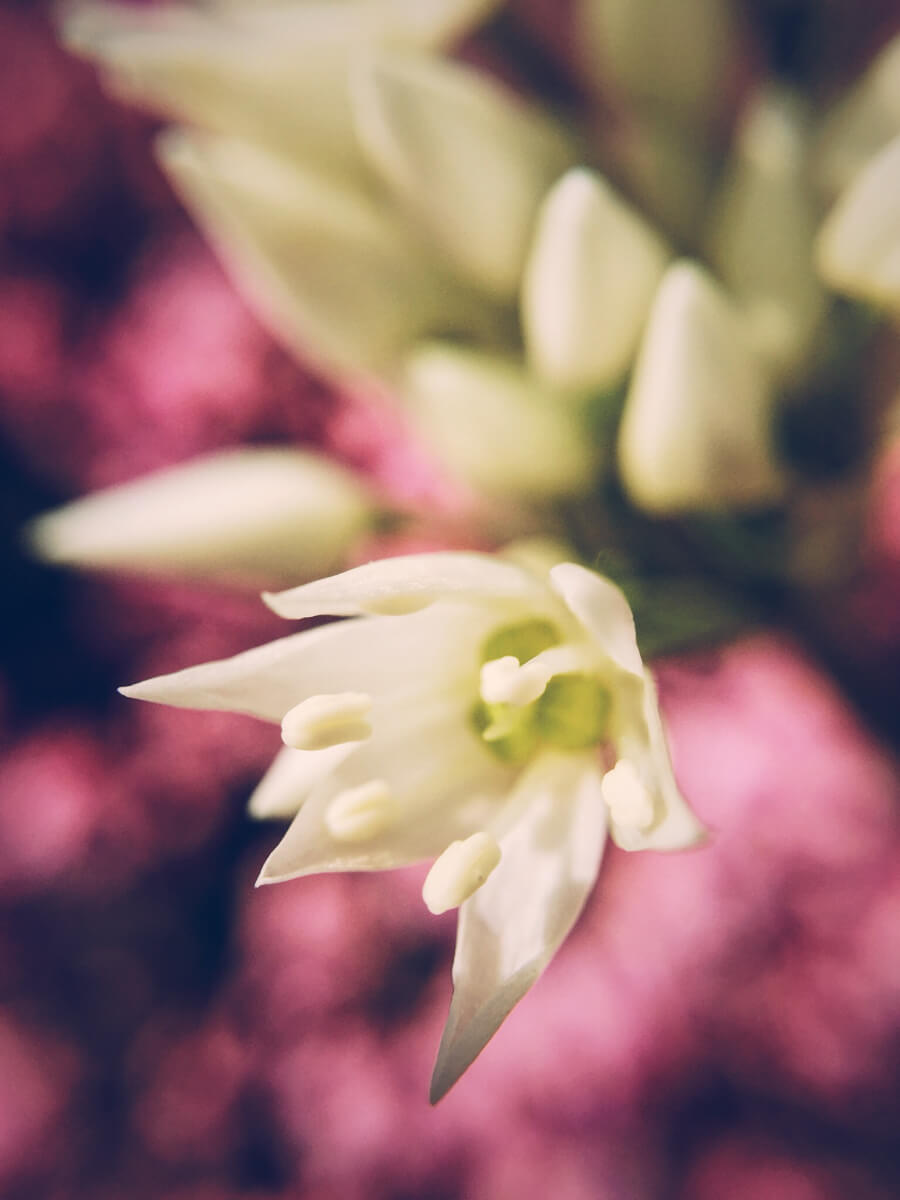 Tiny blossoms