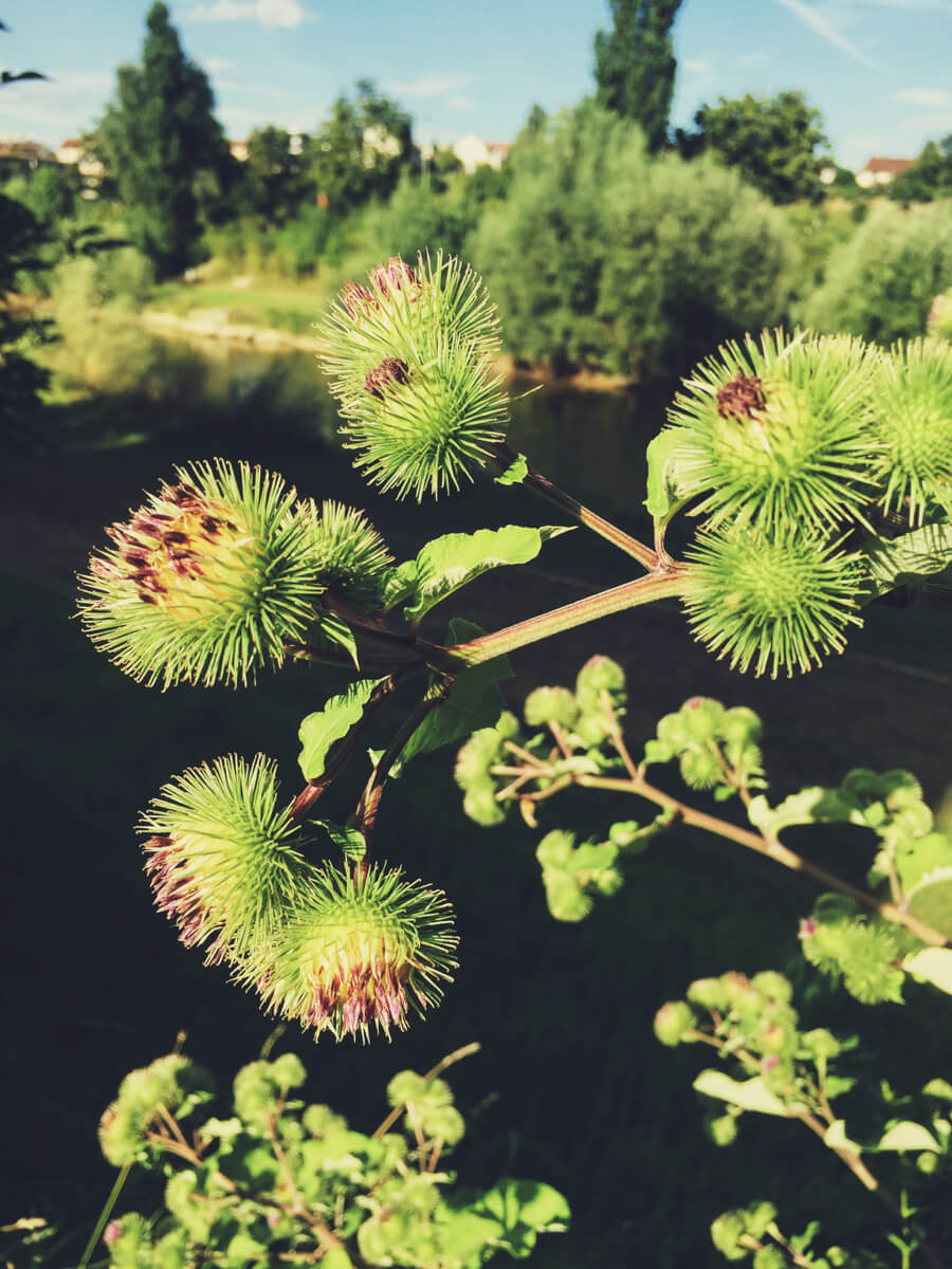 Prickly